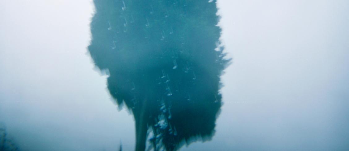 arbre