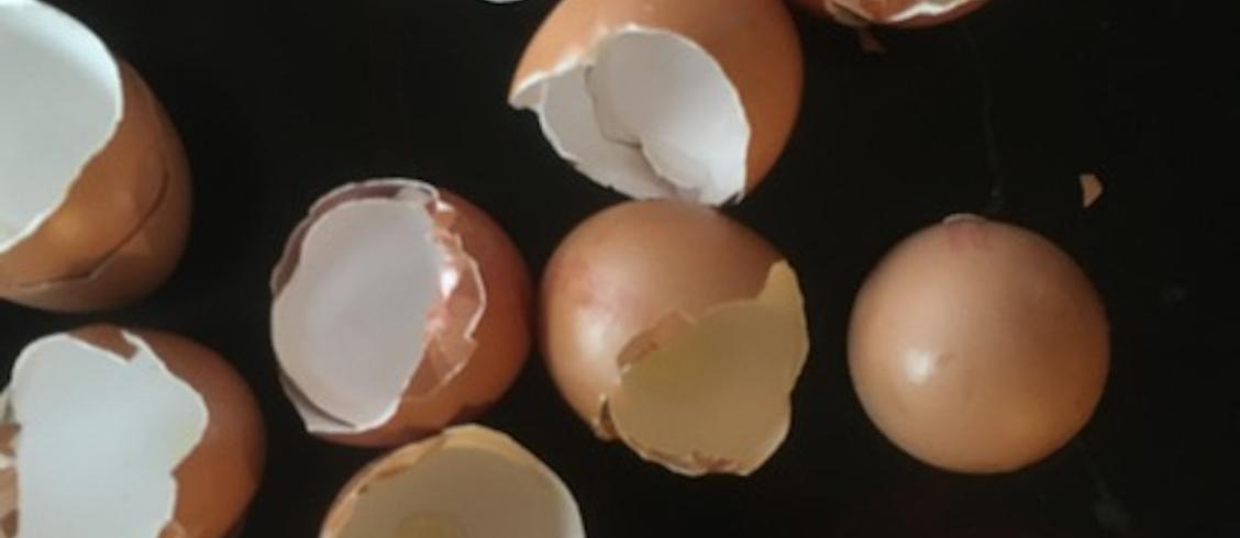 Coquilles d'œufs