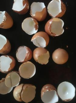 Coquilles d'œufs